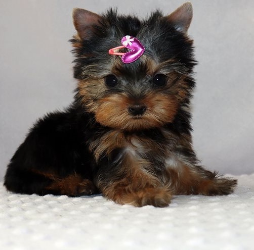 Yorkie puppies for sal