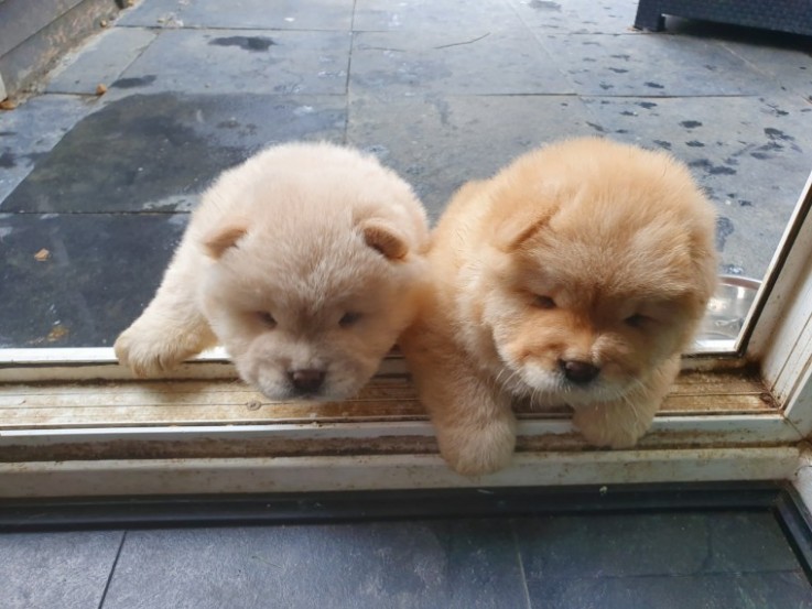 Chow Chow Puppies