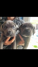 4 Stunning Cane Corsos For Sale 