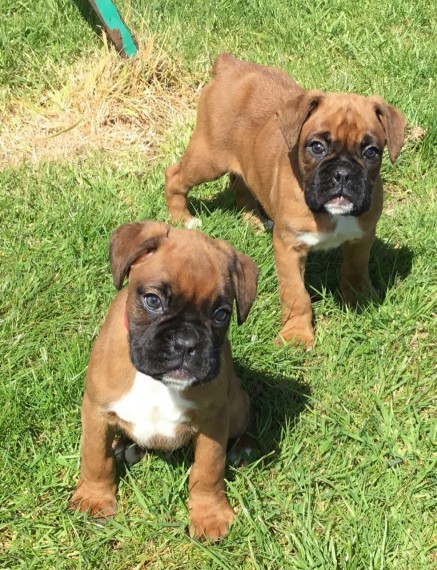 Boxer Puppies For Sale.