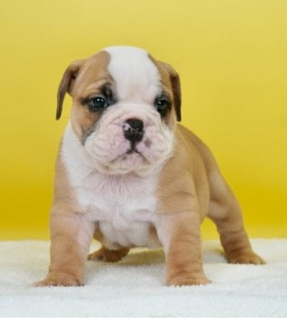 English Bulldog  puppies 