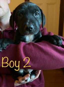 Neapolitan Mastiff x Labrador Puppies