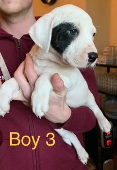 Neapolitan Mastiff x Labrador Puppies