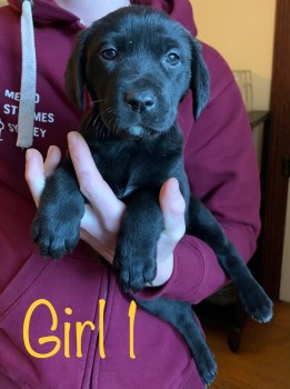 Neapolitan Mastiff x Labrador Puppies