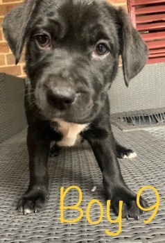 Neapolitan Mastiff x Labrador Puppies