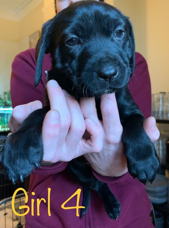 Neapolitan Mastiff x Labrador Puppies