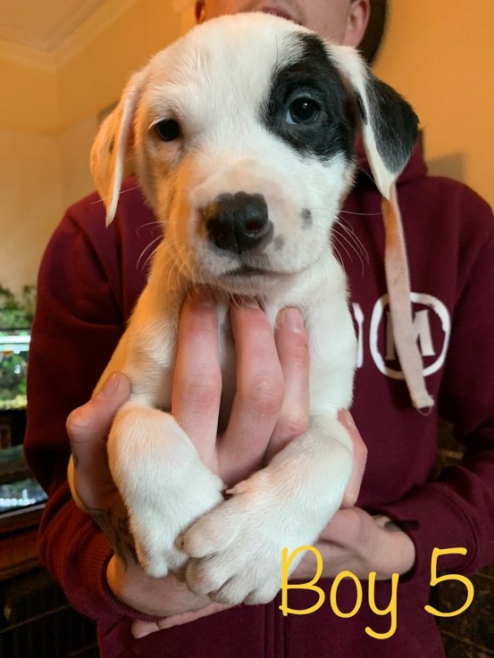 Neapolitan Mastiff x Labrador Puppies