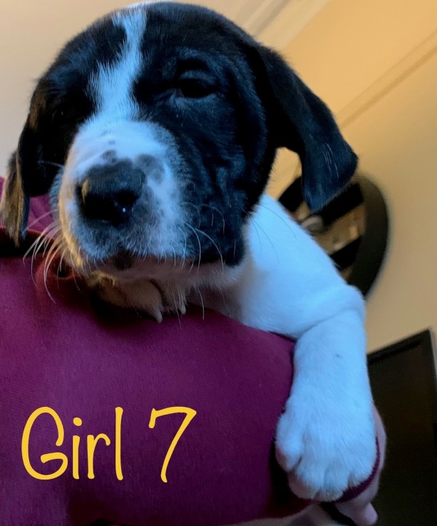 Neapolitan Mastiff x Labrador Puppies