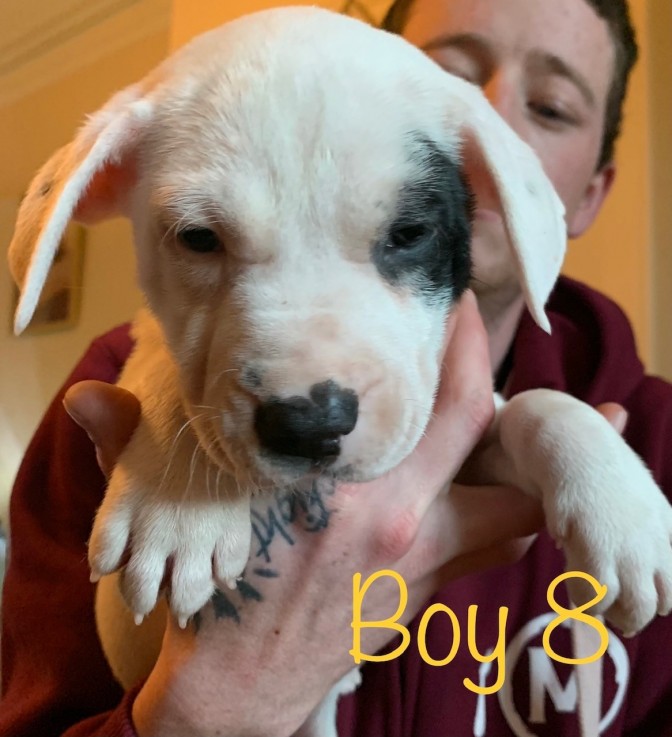 Neapolitan Mastiff x Labrador Puppies