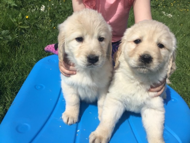 Golden Retriever Puppies