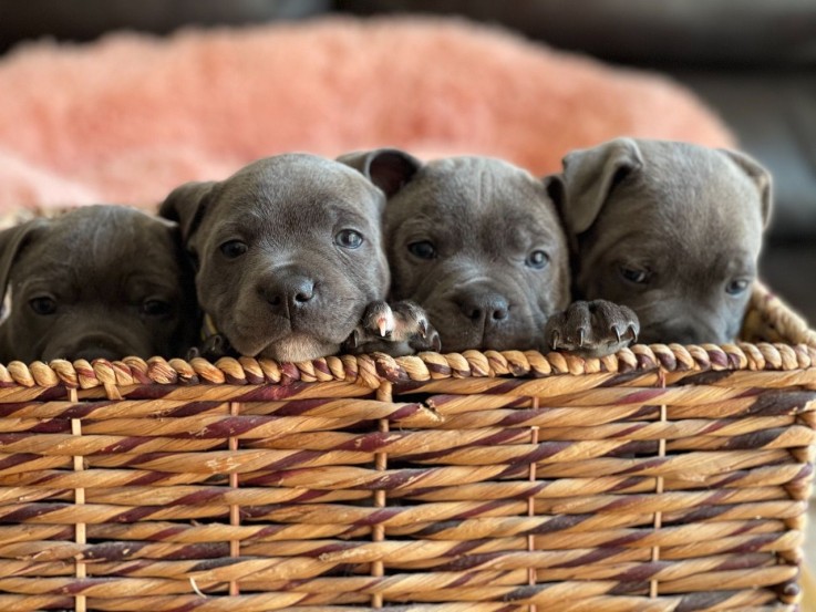 Blue Staffordshire Bull Terrier