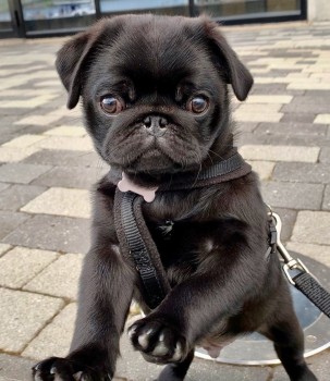 Friendly, playful and loving PUG Puppies