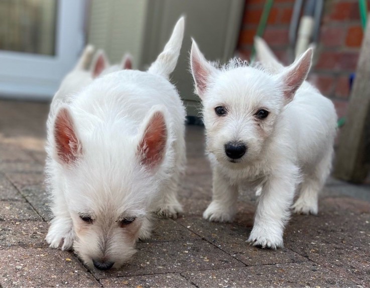 West Highland Terrier .