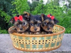 Beautiful Yorkshire Terrier Puppies