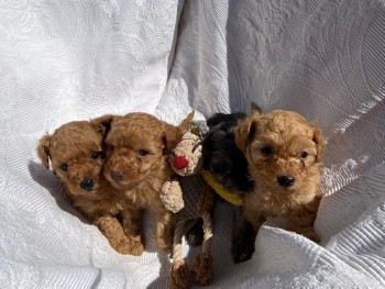 Toy Poodle Puppies.