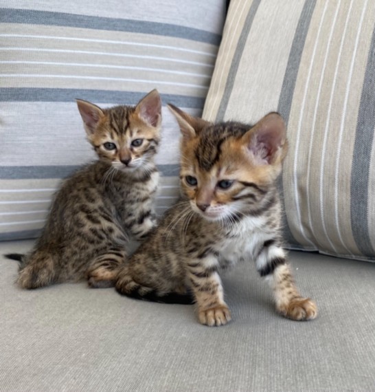 Bengal kittens 