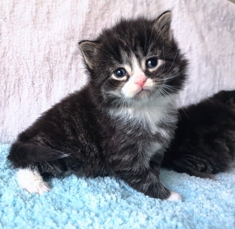  Intelligent Maine Coon Kittens 