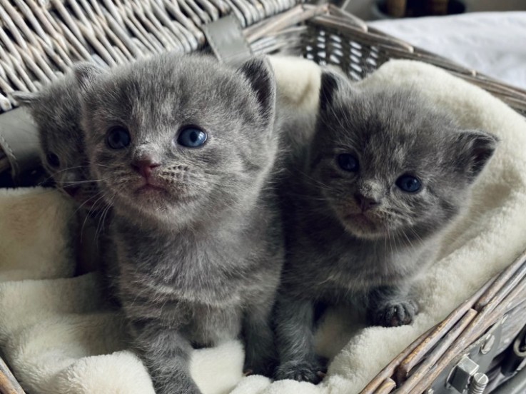 Russian Blue Kittens