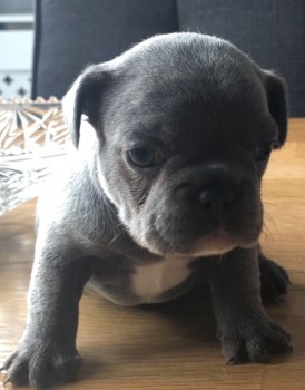 French Bulldog puppies for sale 