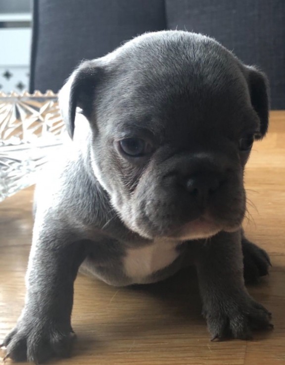 French Bulldog puppies for sal