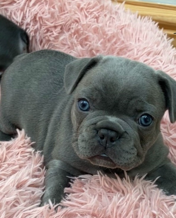 French Bulldog puppies for sal