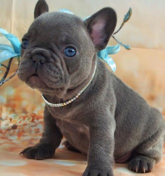 French Bulldog puppies for sal