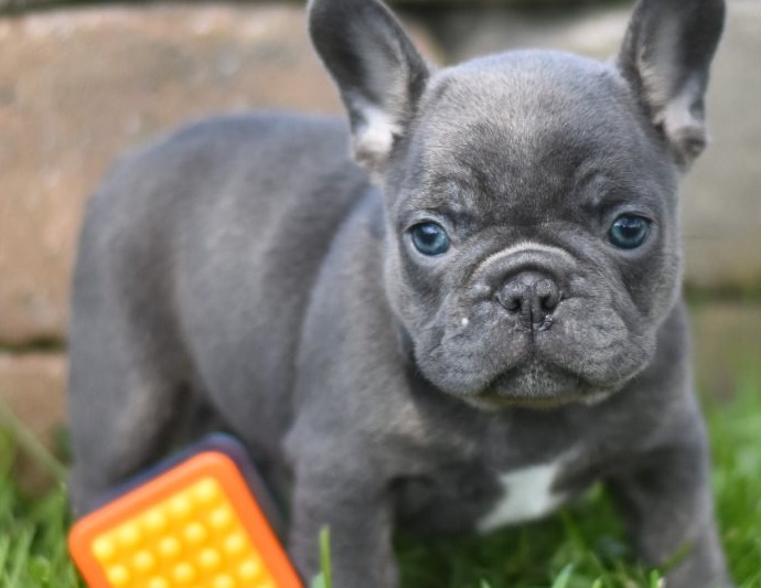 French Bulldog puppies for sal