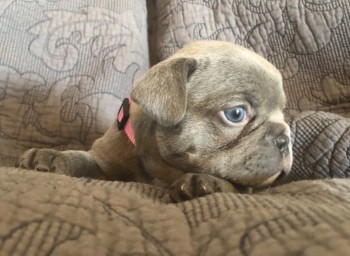 French Bulldog puppies for sale