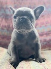 French Bulldog puppies for sale