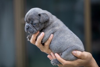 French Bulldog puppies for sale