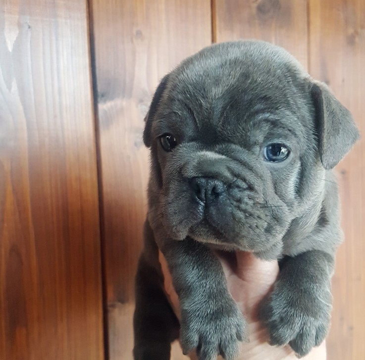 French Bulldog puppies for sale 