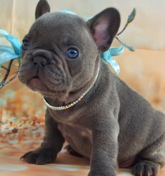 French Bulldog puppies for sale 