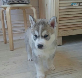 Gorgeous Siberian husky puppies for sale