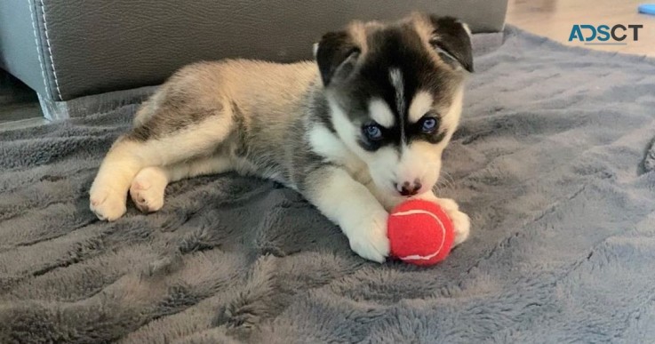 Gorgeous Siberian husky puppies for sale