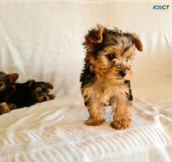 Yorkie Puppies Males & Females for sale 