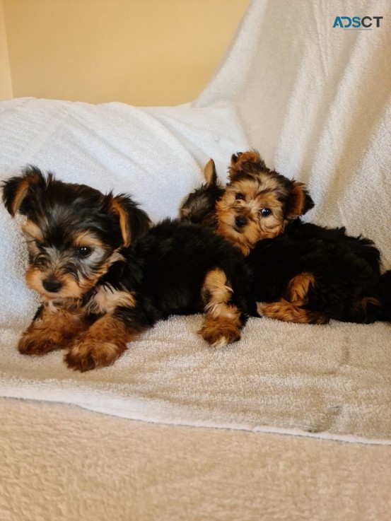 Yorkie Puppies Males & Females for sale 