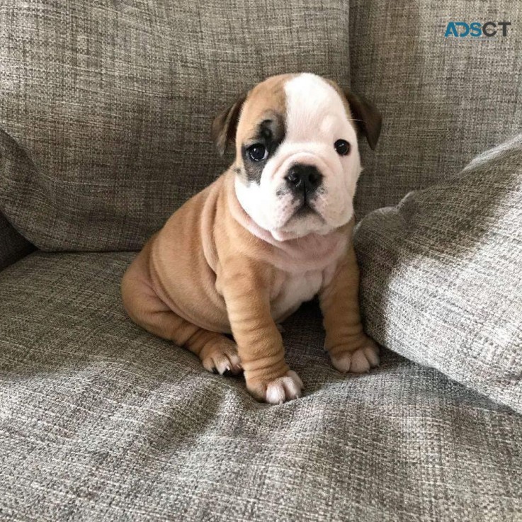 Gorgeous English Bulldog puppies availab