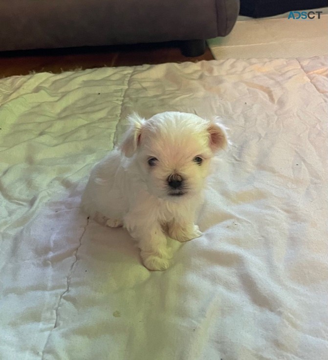 Super Adorable Maltese Puppies for sale