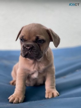 French Bulldog Puppy for sale