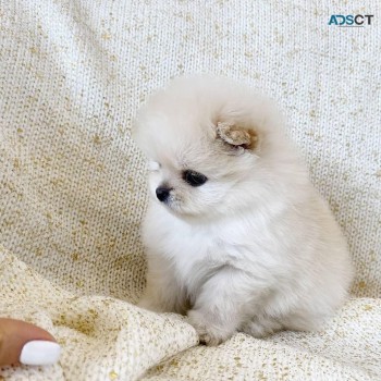  White Pomeranian Puppy For sale