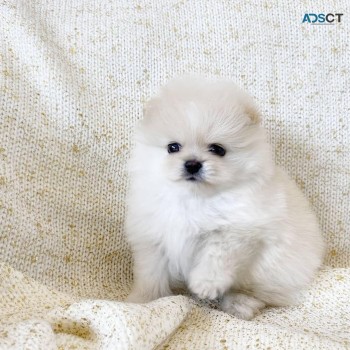  White Pomeranian Puppy For sale