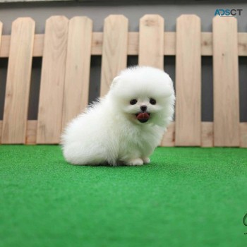 Two Awesome T-Cup Pomeranian Puppies for