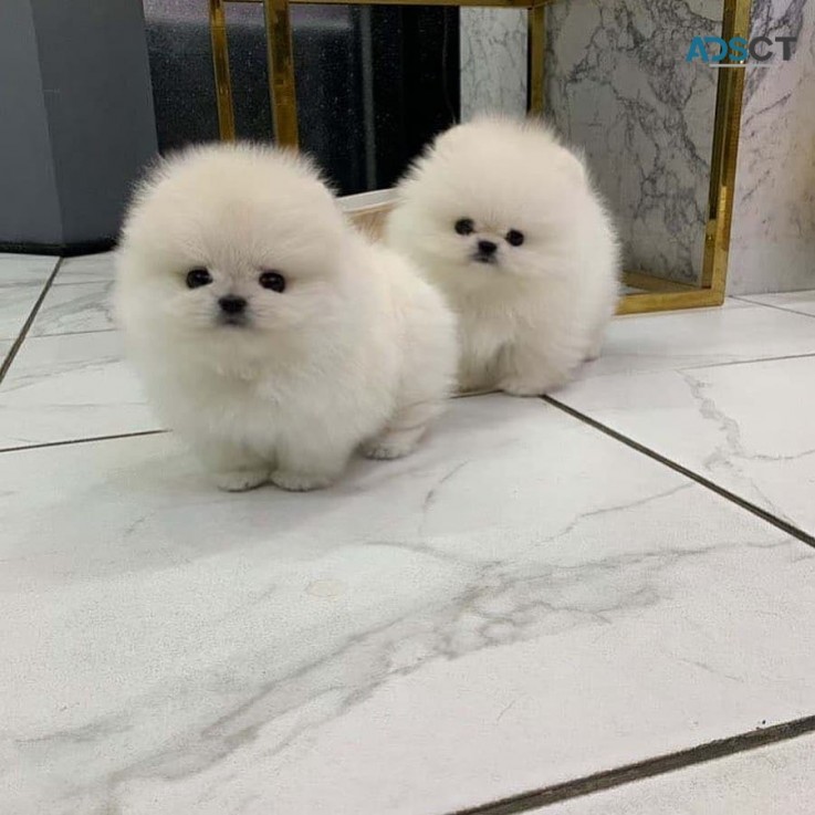 Two Awesome T-Cup Pomeranian Puppies for