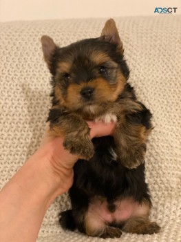 Registered Yorkshire Puppies For Re-Homi