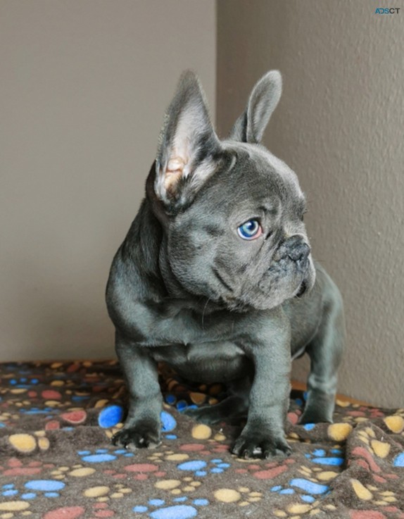 French bulldog puppies