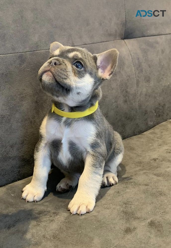 FRENCH BULLDOG PUPPIES FOR SALE  