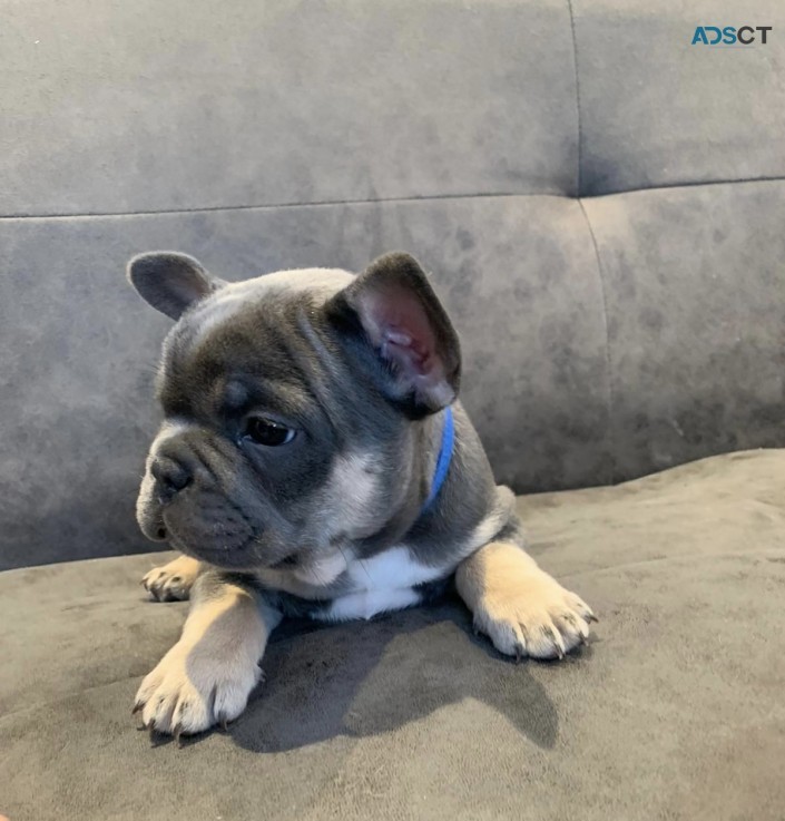 FRENCH BULLDOG PUPPIES FOR SALE  