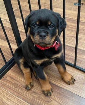 12 weeks old Rottweiler Puppies for sale