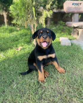 12 weeks old Rottweiler Puppies for sale