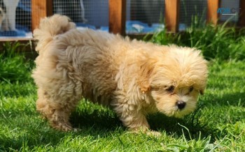 Maltipoo Puppy